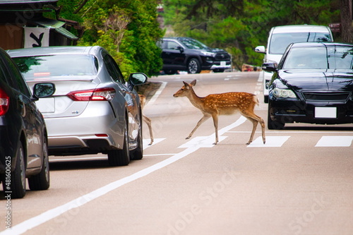 Obraz na plátně 横断歩道を渡るマナーの良い鹿／奈良公園