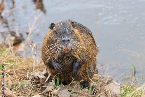 nutria (Myocastor coypus) sitting on the shore just off the water