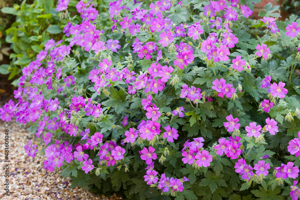 Obraz premium Geranium sylvaticum flowers, plant growing in UK garden
