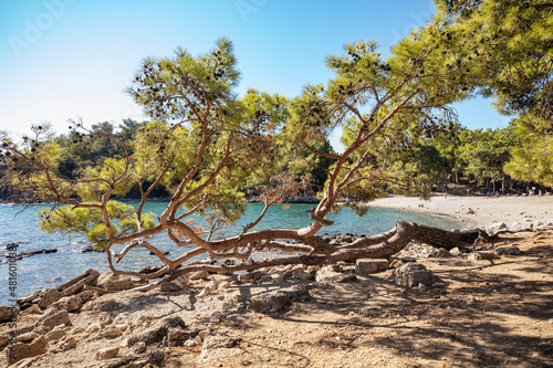 Ruins of the aqueduct of the ancient ancient city of Phaselis illuminated by the bright sun in Pine forest, woods in sunny weather in Turkey, Antalya, Kemer. Turkey national nature landmarks. © Suzi