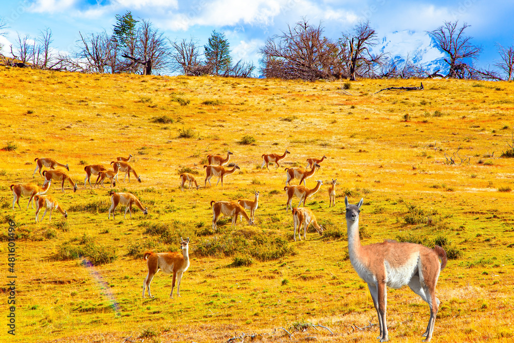 Naklejka premium Guanaco herds graze