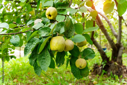 Quince are ready to harvest on the quince tree. Organic and healthy selective focus