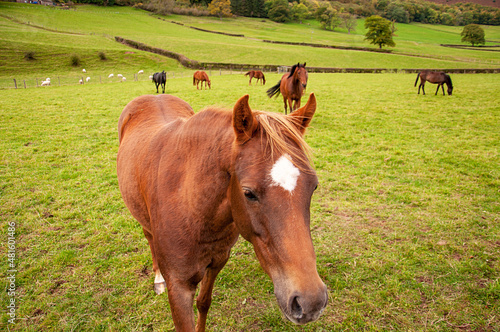 Horses in the hills. © Jenn's Photography 