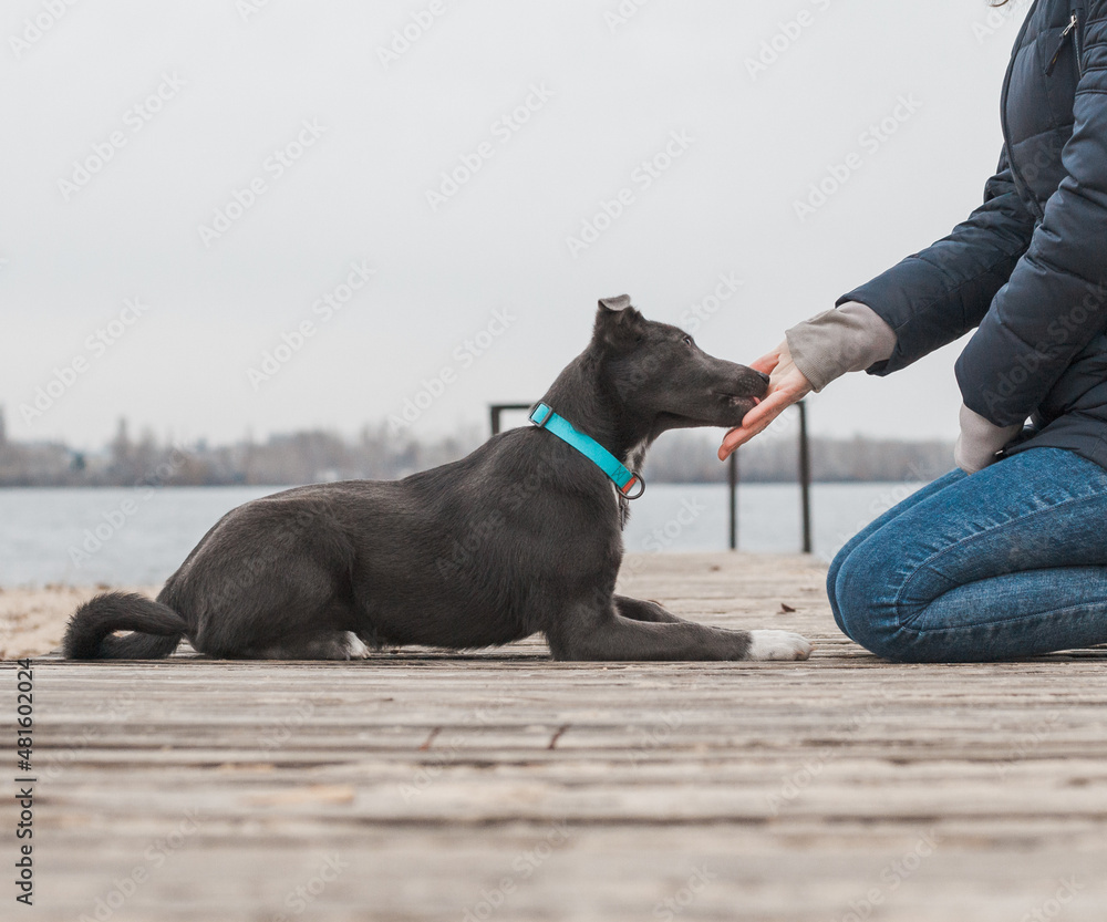 A gray dog with a white chest in a mint-coloured collar licks a girl's hand on the beach