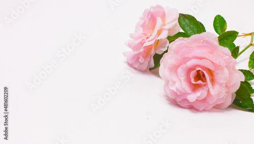 Beautiful flower (pink rose) with selected focus. floral isolated on white background. concept, love wedding,14 February, wedding anniversary, Valentine's Day, wallpaper,marriage