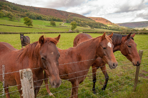 Horses in the hills. © Jenn's Photography 