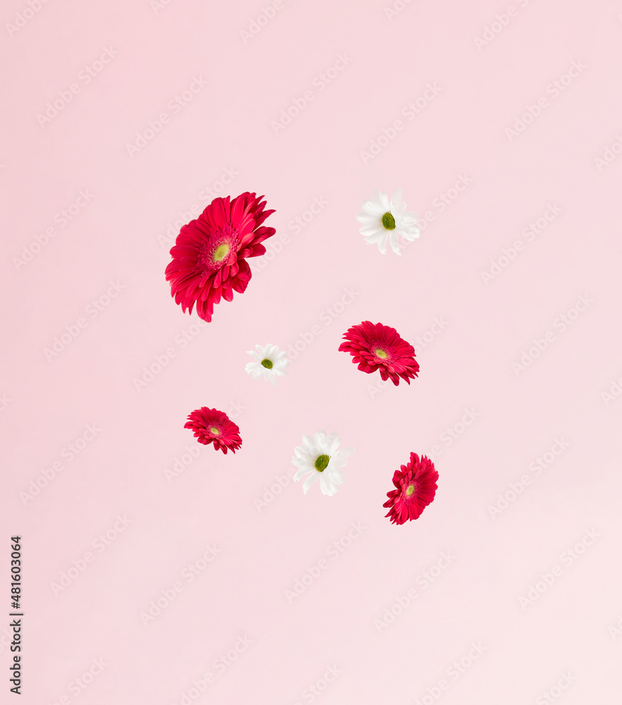 Fresh flowers in bloom falling against pink background. Minimal concept. Fresh flowers in bloom falling against pink background. Minimal concept.