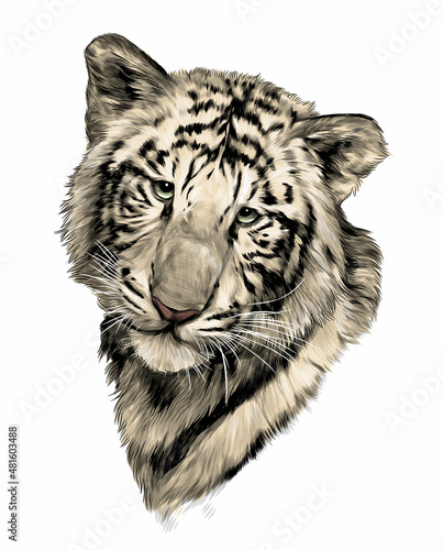 tiger face, sketch vector graphic color illustration on white background