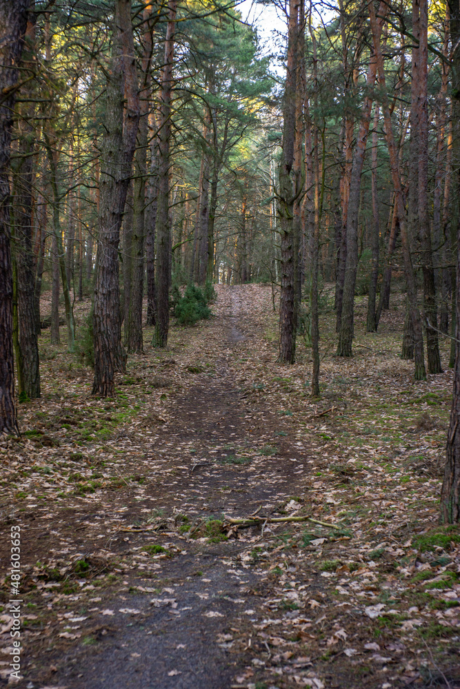 Fototapeta premium leśna droga