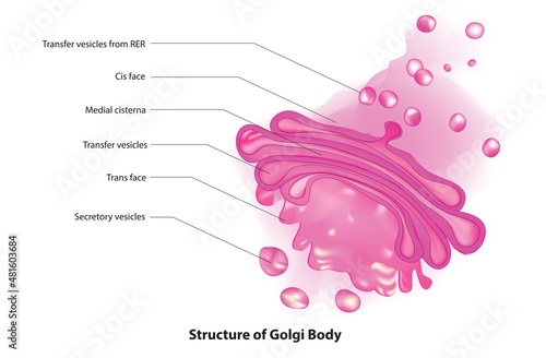Anatomy of golgi body in microbiology  photo