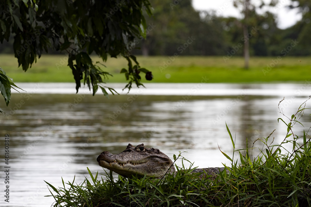 Fototapeta premium Spectacled Caiman, a Caiman crocodilus that warms up in a muddy shore. Costa Rica