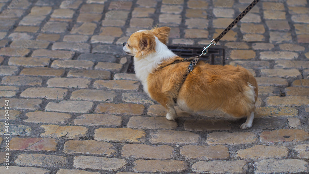 Petit Chihuahua promené dans une rue, en saison estivale