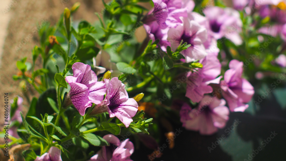 Macro de fleurs de pétunia roses Macro de fleurs de pétunia roses