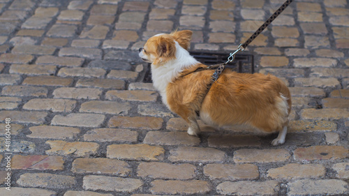 Petit Chihuahua promené dans une rue, en saison estivale © Anthony