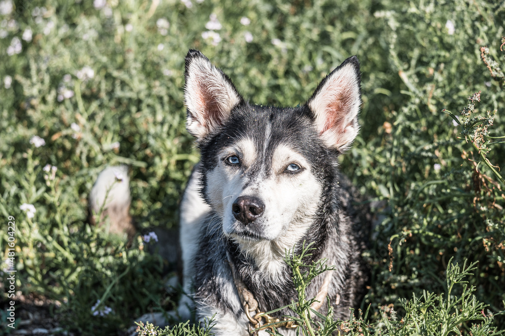 Unterwegs mit meinem Husky 