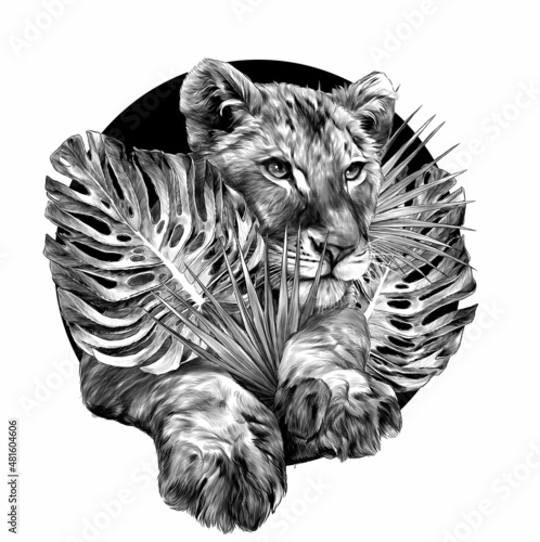 head of a little lion cub surrounded by tropical plants and leaves composition, sketch vector graphics monochrome illustration on white background