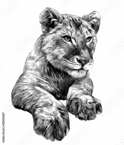 little lion cub head and paws, sketch vector graphics monochrome illustration on white background