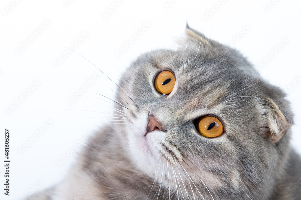 Scottish Fold cat, 9 and a half months old, sitting in front of white background