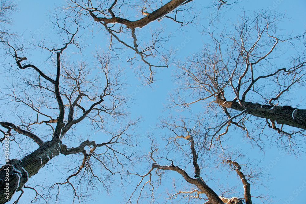 Obraz premium Picturesque crowns of trees against the blue sky. Winter. Bottom view.
