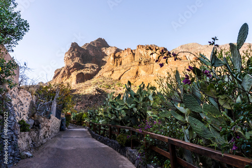 Plants and cliffs in Guayadeque ravine on Gran Canaria, Spain photo
