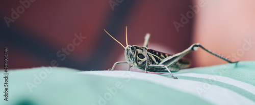Foto Macro close-up photo big grasshopper grig locust on fabric green brown background
