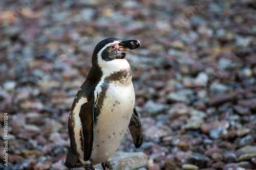 Humboldt-Pinguin in Südafrika