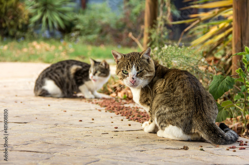 Canvas Print Homeless cats on the street in autumn