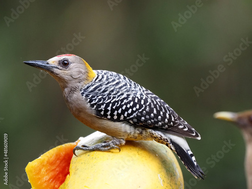 Hoffmann's woodpecker, Melanerpes hoffmannii, picks up pulp from papaya .Costa Rica photo