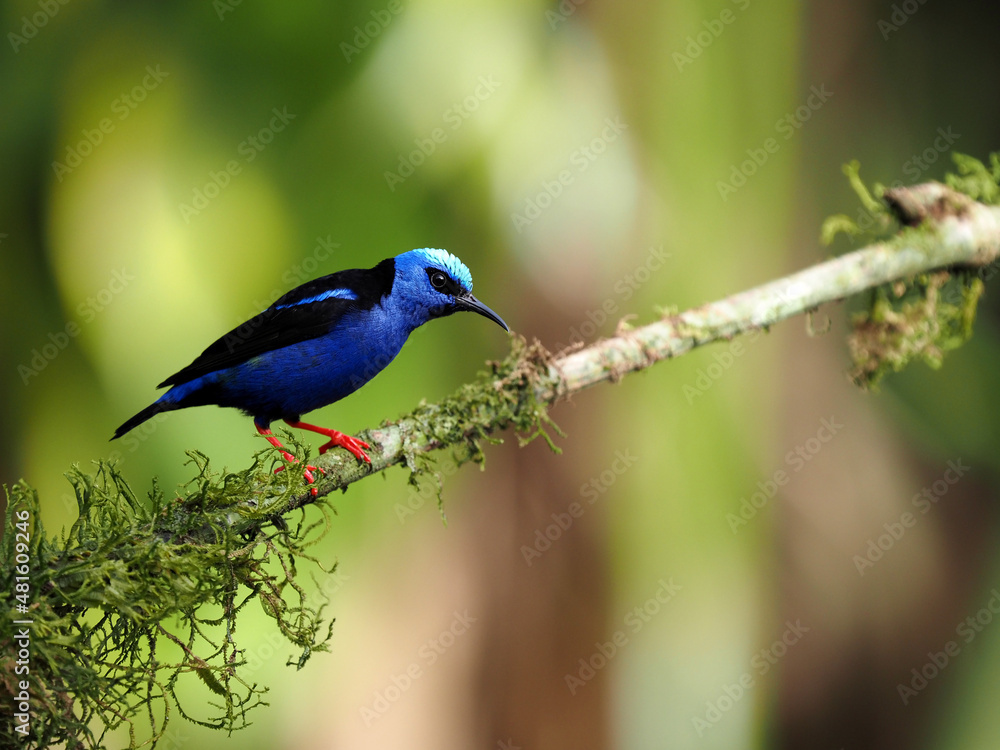 Fototapeta premium The masked flowerpiercer, Diglossopis cyanea, is a beautiful blue colored bird. Costa Rica