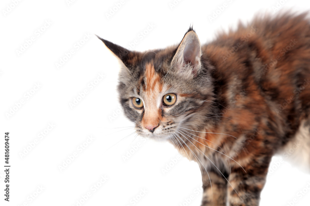 Portrait of tortoiseshell Maine Coon cat on white background. Cute kitten with amber eyes.