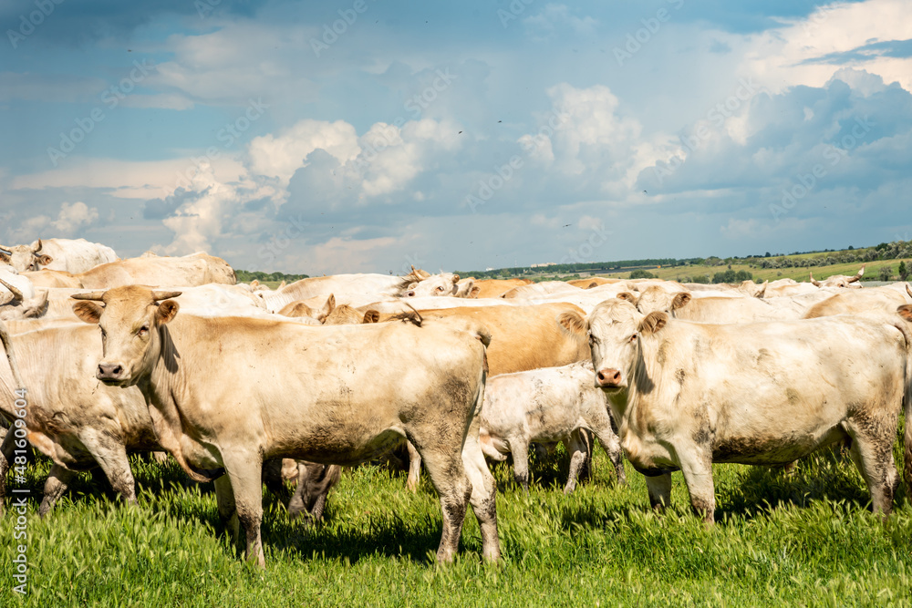 White cows eat grass near the lake. Cattle on a summer sunny day in a pasture. Milk-producing domestic pets. The shepherd walks the cows. Cows at the field. A herd of cows graze in the summer meadow. White cows eat grass near the lake. Cattle on a summer sunny day in a pasture. Milk-producing domestic pets. The shepherd walks the cows. Cows at the field. A herd of cows graze in the summer meadow.