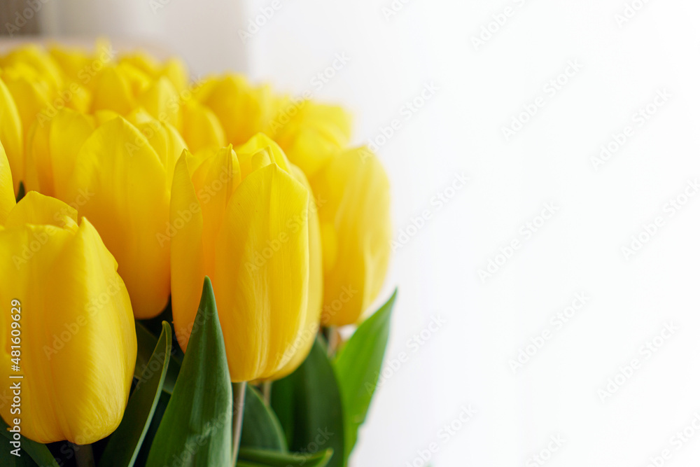 Buds of yellow tulips on white background. Close-up. Buds of yellow tulips on white background. Close-up.