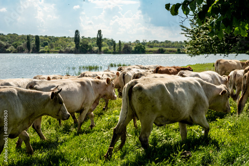 A herd of cows graze in the summer meadow. White cows eat grass near the lake. Cattle on a summer sunny day in a pasture. Milk-producing domestic pets. The shepherd walks the cows. Cows at the field.