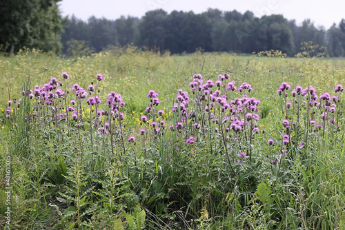 Fotografie Melancholy thistle growing wild in Finland