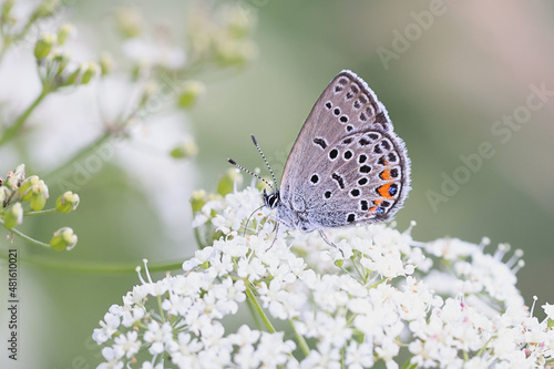 Cranberry blue feeding on cow parsley in Finland