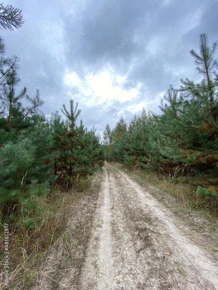 Dirt road between pine trees in the forest Dirt road between pine trees in the forest