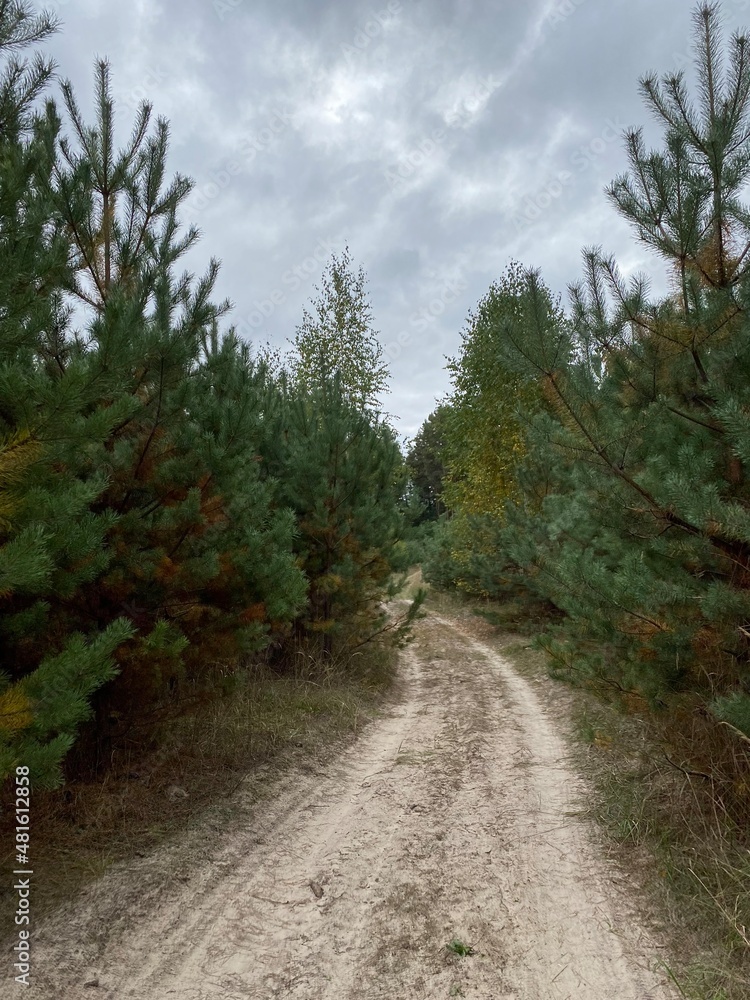 Dirt road between pine trees in the forest Dirt road between pine trees in the forest