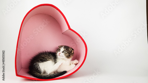 a cute little lop-eared kitten is sitting in a heart-shaped box on a white background