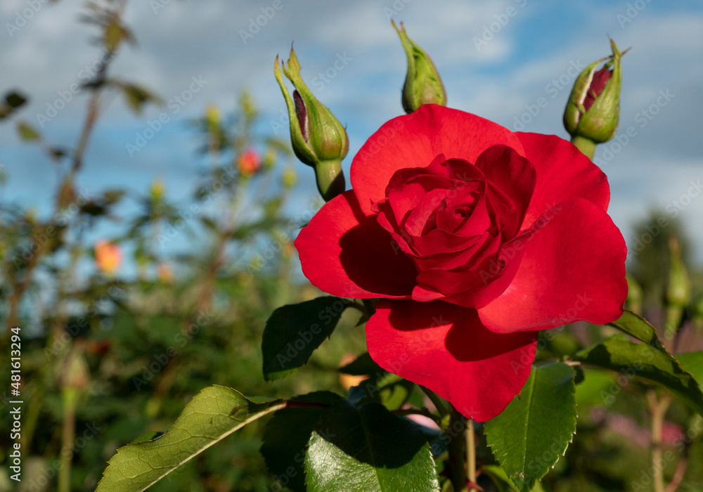 Beautiful roses red flowers, glossy and green leaves on shrub branches against the blue cloudy sky and sun. Red rose flowers against the clear sky. Beautiful roses red flowers, glossy and green leaves on shrub branches against the blue cloudy sky and sun. Red rose flowers against the clear sky.