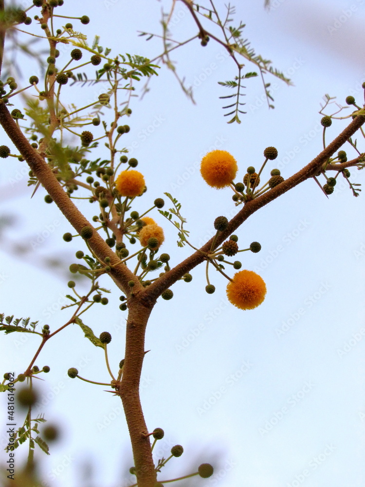 Gum Arabic Tree branch with some yellow flowers and leaves Gum Arabic Tree branch with some yellow flowers and leaves