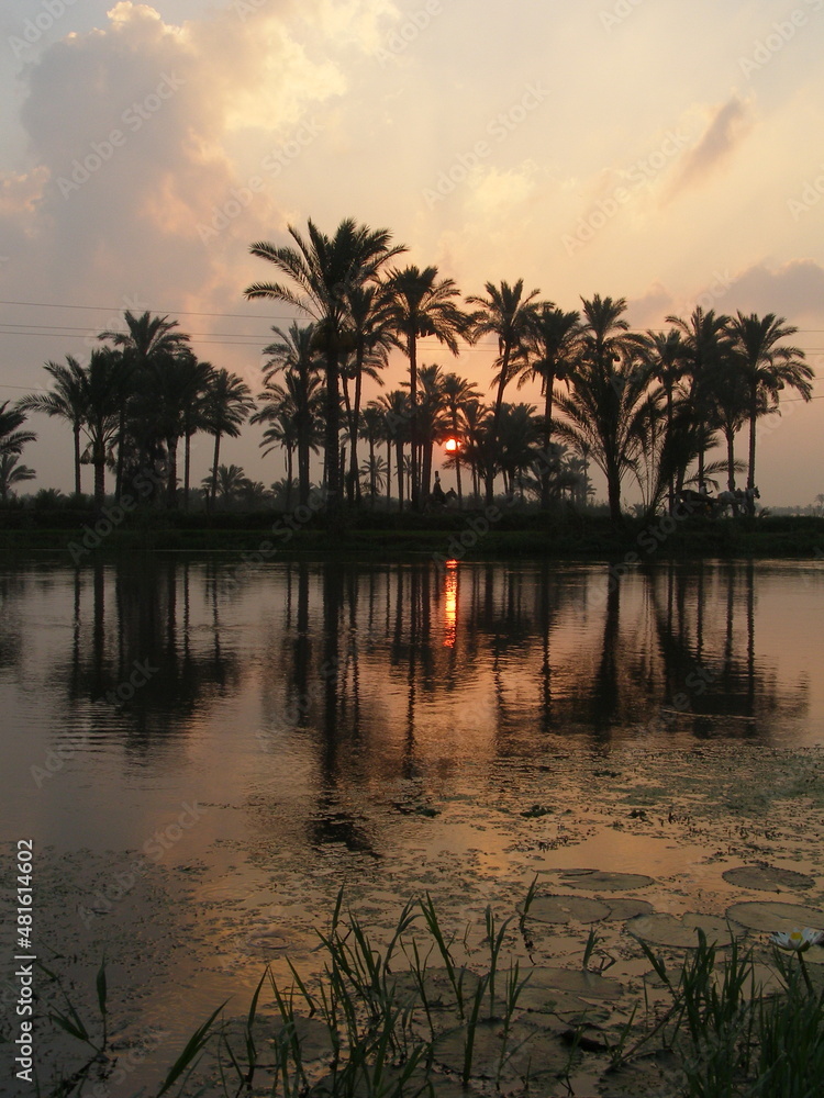 A sunset view of some palm trees on the bank of a river A sunset view of some palm trees on the bank of a river
