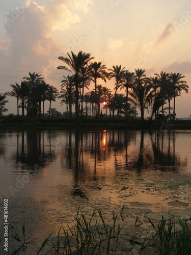 A sunset view of some palm trees on the bank of a river