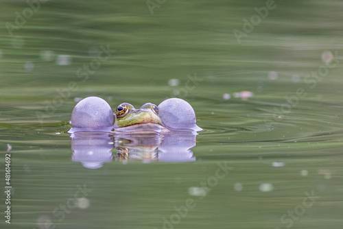 Marsh frog (Pelophylax ridibundus) photo
