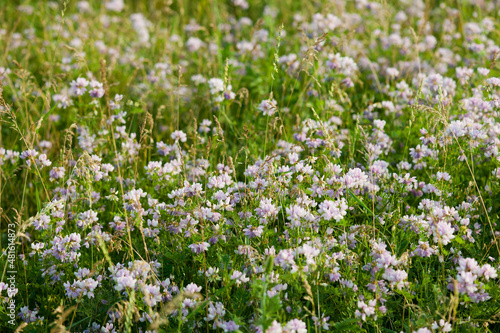 summer meadow flowers