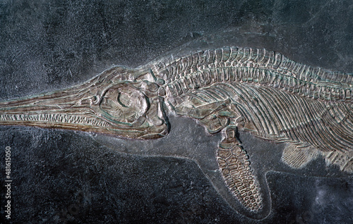 Fossil of pre historic shark or delphin