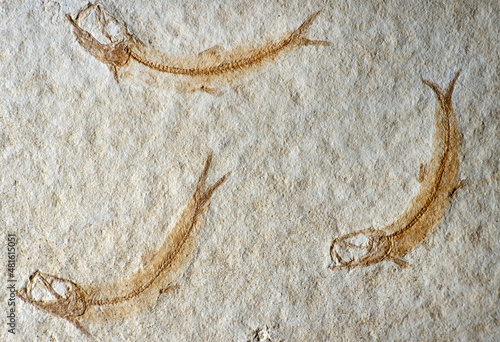 Fossil of fishes © A