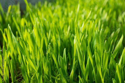 Field with sprouts of oats in the early morning. Young sprouts of wheat, closeup view.