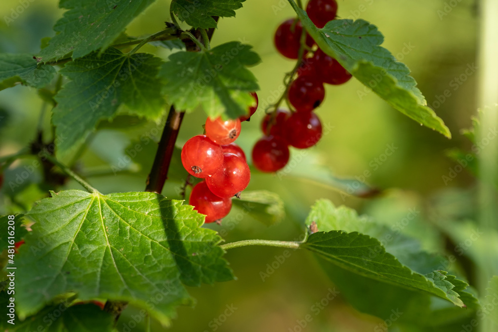 Red currant berries in the garden Red currant berries in the garden