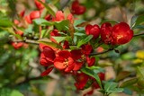 Large red flowers of Japanese quince (Chaenomeles japonica) bloom on blurred green background. Selective focus. . Interesting nature spring concept for design. Place for your text