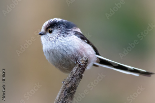 Long-tailed tit